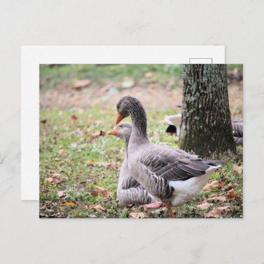 Geese Briefkaart (Voorkant / Achterkant)