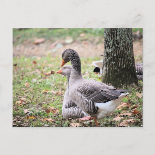 Geese Briefkaart (Voorkant)