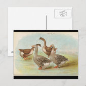 Geese Briefkaart (Voorkant / Achterkant)