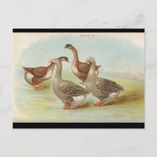 Geese Briefkaart (Voorkant)