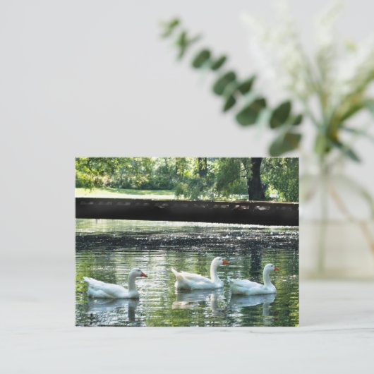 Geese Briefkaart (Staand voorkant)