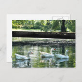 Geese Briefkaart (Voorkant / Achterkant)