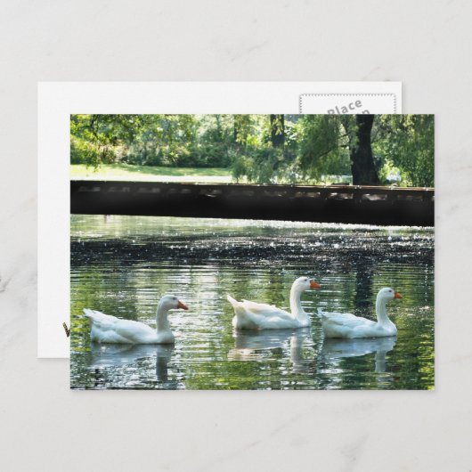 Geese Briefkaart (Voorkant / Achterkant)