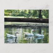 Geese Briefkaart (Voorkant)