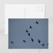 Geese Briefkaart (Voorkant / Achterkant)