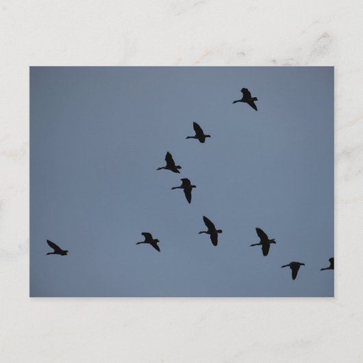 Geese Briefkaart (Voorkant)