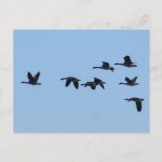 Geese Briefkaart (Voorkant)