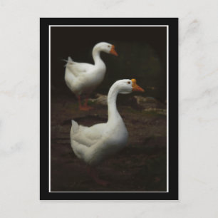 Geese City Park New Orleans Briefkaart