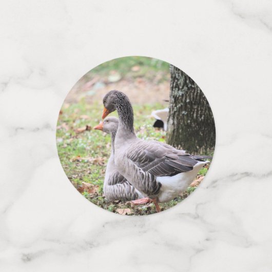 Geese Confetti (Kleine voorkant)