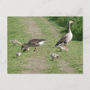 Geese Family DIY Briefkaart