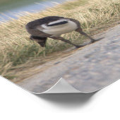 Geese Foto Poster (Hoek)