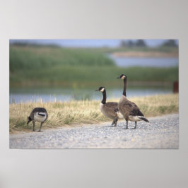 Geese Foto Poster