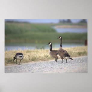 Geese Foto Poster