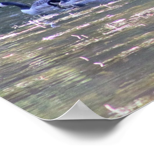 Geese foto poster (Hoek)