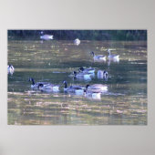 Geese foto poster (Voorkant)