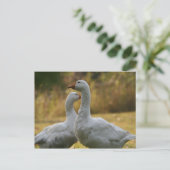 Geese in Australië Briefkaart (Staand voorkant)