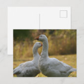 Geese in Australië Briefkaart (Voorkant / Achterkant)