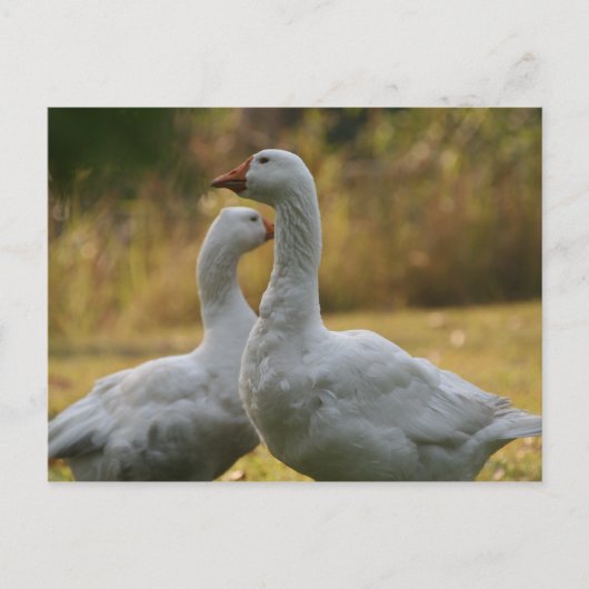Geese in Australië Briefkaart (Voorkant)