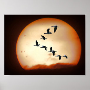 GEESE in DE VLUCHT Poster