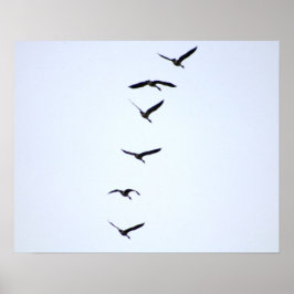 Geese in Flight 20x16 Poster Print Wall Art Decor