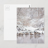 Geese in sneeuw briefkaart (Voorkant / Achterkant)