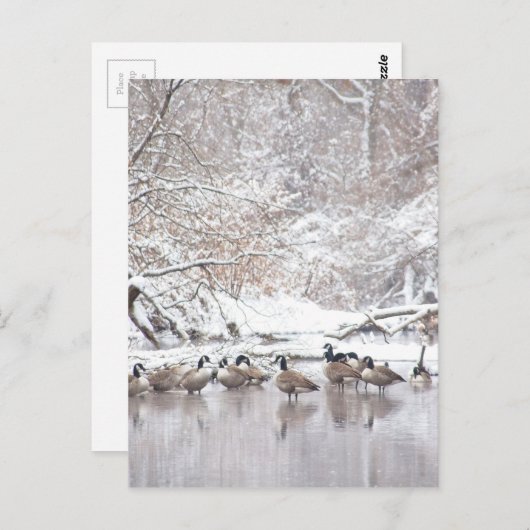 Geese in sneeuw briefkaart (Voorkant / Achterkant)