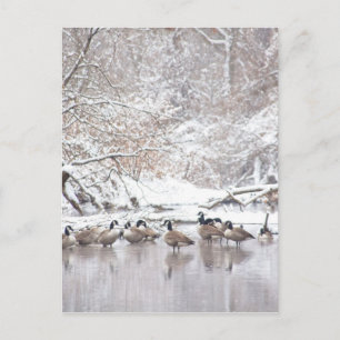 Geese in sneeuw briefkaart