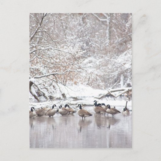 Geese in sneeuw briefkaart (Voorkant)