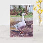 GEESE KAART (Gele Bloem)