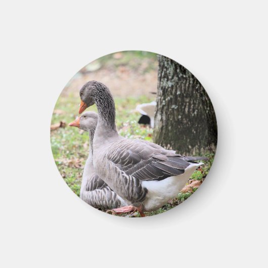 Geese Magneet (Voorkant)
