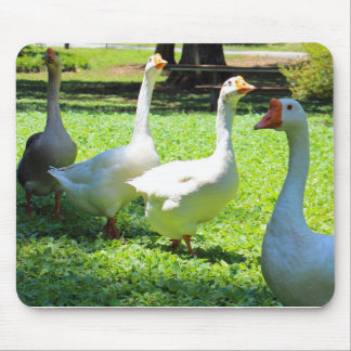 Geese Muismat