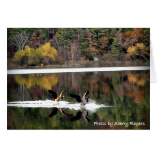 ~Geese op Clayton Lake~