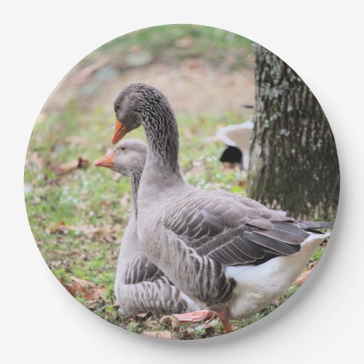 Geese Papieren Bordje (Voorkant)