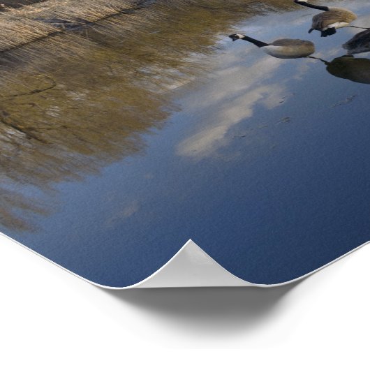 Geese Perch in Park op West-Saint-Paul Poster (Hoek)