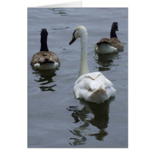 Geese & Swan Card