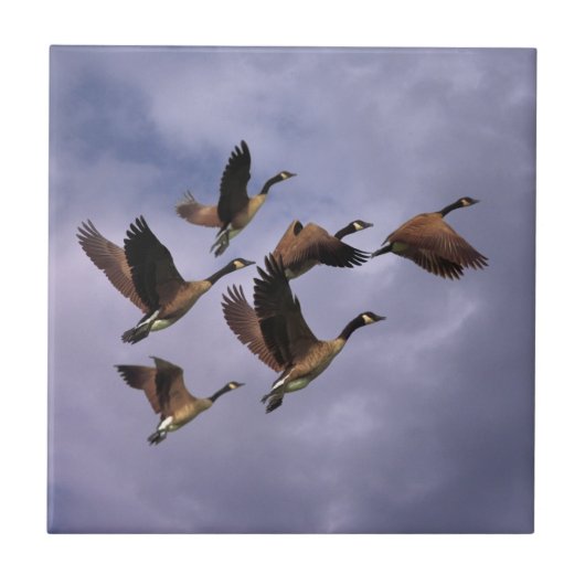 GEESE TEGELTJE (Voorkant)