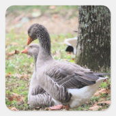 Geese Vierkante Sticker (Voorkant)
