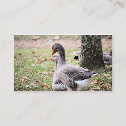 Geese Visitekaartje (Achterkant)