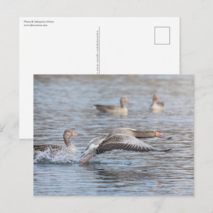 Geese Wildlife Foto Briefkaart