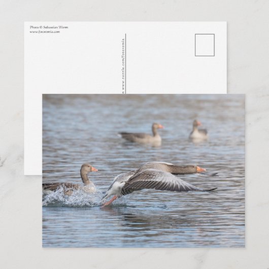 Geese Wildlife Foto Briefkaart (Voorkant / Achterkant)