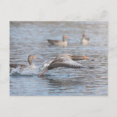 Geese Wildlife Foto Briefkaart (Voorkant)
