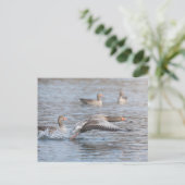 Geese Wildlife Foto Briefkaart (Staand voorkant)
