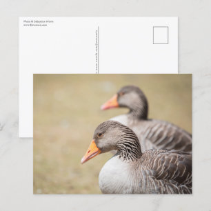 Geese Wildlife Foto Briefkaart