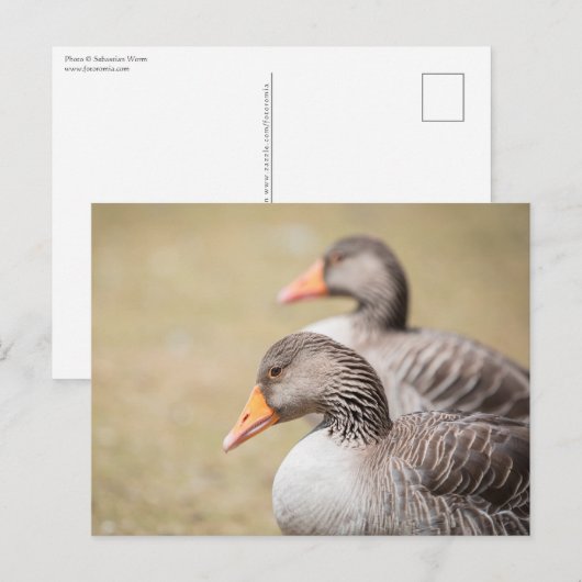 Geese Wildlife Foto Briefkaart (Voorkant / Achterkant)