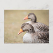 Geese Wildlife Foto Briefkaart (Voorkant)