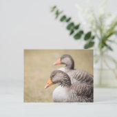 Geese Wildlife Foto Briefkaart (Staand voorkant)