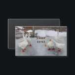 Geese wit<br><div class="desc">Foto van Zolotareva.Goose white op de witte sneeuw.Ganzen zijn grappig.</div>