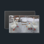 Geese wit<br><div class="desc">Foto van Zolotareva.Goose white op de witte sneeuw.Ganzen zijn grappig.</div>