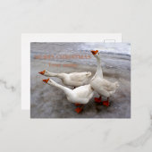 Geese wit folie feestdagen briefkaart (Voorkant / Achterkant)