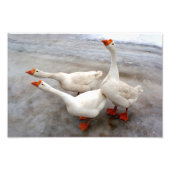 Geese wit foto afdruk (Voorkant)